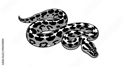 High Contrast Python Snake Full Body Vector Illustration in Black and White
