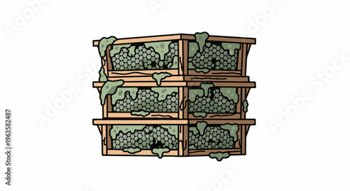 Moldy grapes in wooden crates, stacked and decaying
