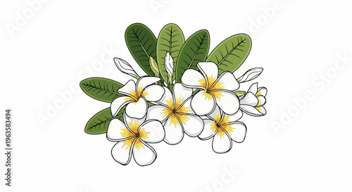 Bunch of white frangipani flowers with green leaves and buds