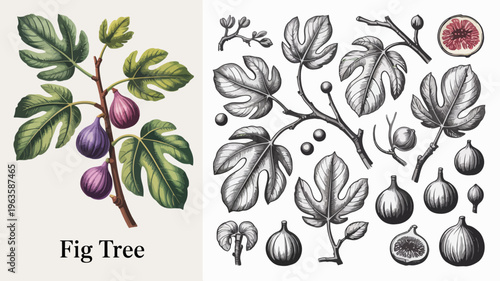 A vintage botanical illustration depicts various stages of fig tree growth showcasing leaves branches blossoms and ripe purple figs high quality professional detailed modern elegant stylish