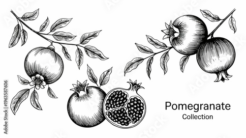 A vintage style botanical illustration showcases pomegranates in various stages including whole fruits a cross section and flowering buds on branches high quality professional detailed modern