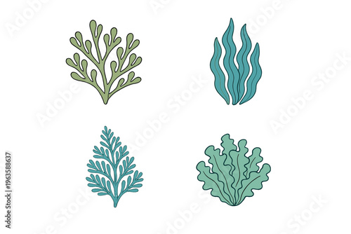 Four types of sea plants displayed on a white background with simple outlines and colors for each plant