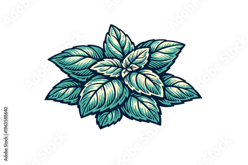 Leaves of mint plant arranged in a cluster against a plain background during daytime