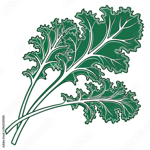 ethiopian kale vector