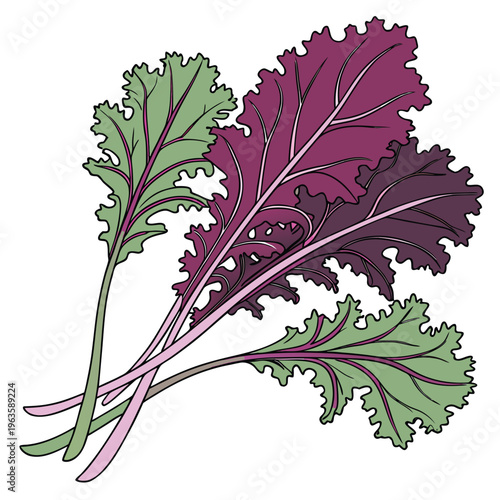 ethiopian kale colorful on white background