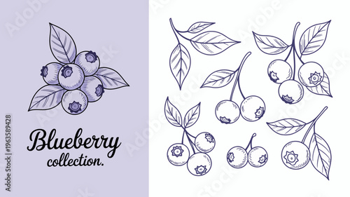 A delicate sketch showcases two arrangements of blueberries with leaves accompanied by the handwritten word blueberry collection high quality professional detailed modern elegant stylish clean crisp