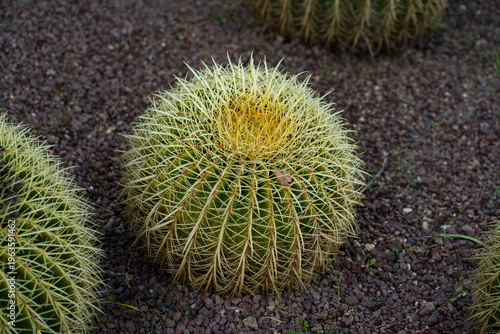 Golden barrel cactus (Echinocactus grusonii) growing on dark gravel, showing its spherical shape, ribbed surface, and sharp yellow spiky thorns in a desert garden setting
