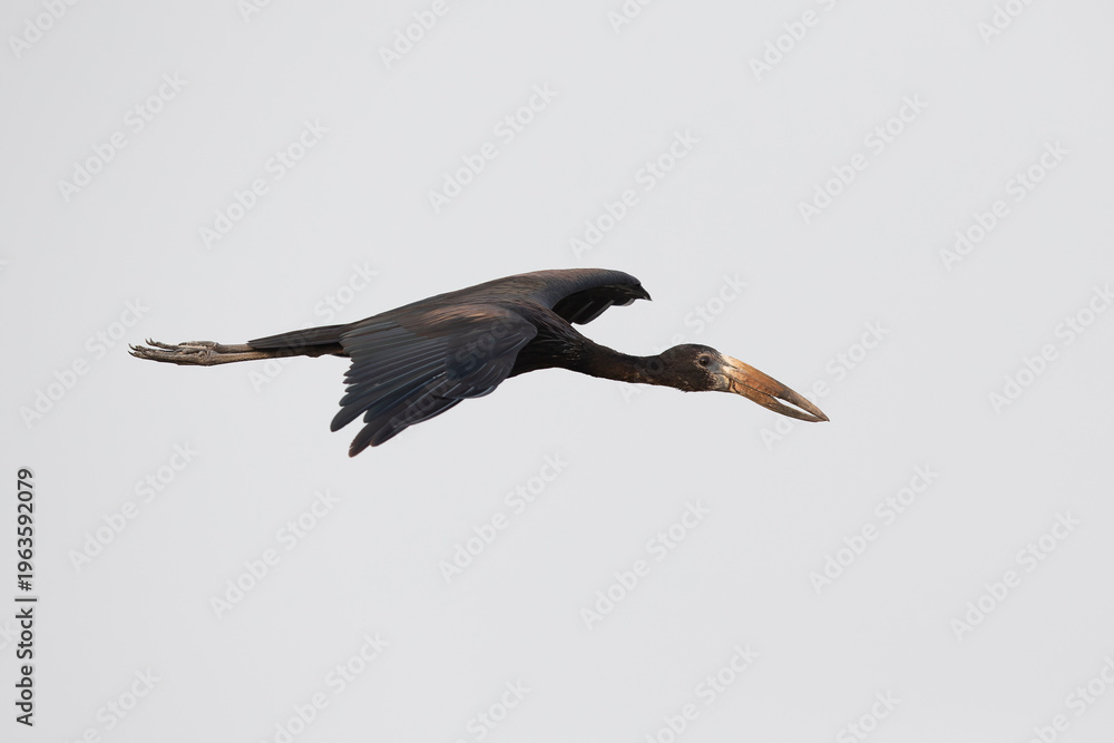 Obraz premium African openbill (Anastomus lamelligerus) in flight, found at Lake Albert in Uganda