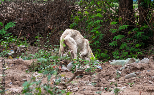 Fotografie Perro callejero abandonado en basural, evidenciando vulnerabilidad animal y cond