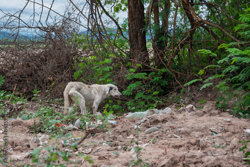 Perro callejero abandonado en basural, evidenciando vulnerabilidad animal y condiciones precarias en entorno degradado