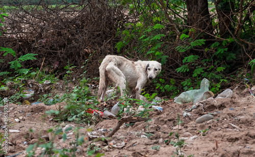 Foto Perro callejero abandonado en basural, evidenciando vulnerabilidad animal y cond