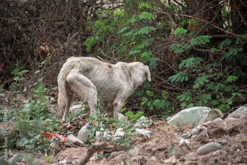 Fotografía Perro callejero abandonado en basural, evidenciando vulnerabilidad animal y cond