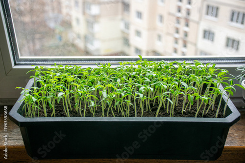 Young green seedlings in a tray on the windowsill: the process of growing plants at home in spring. Young tomato or pepper seedlings