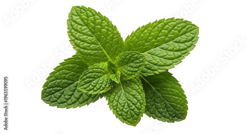 Fresh green mint leaves sprig isolated on transparent background