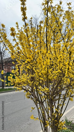A blossoming yellow spring tree. Nature is awakening.