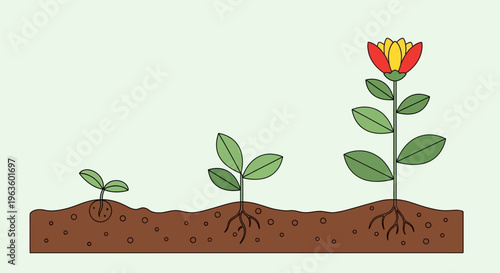 A clear flat design illustration depicting the sequential stages of plant growth, from seedling to a fully bloomed flower. This modern vector graphic is perfect for educational content or concepts of 