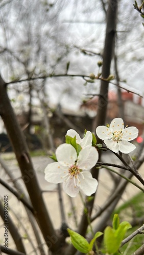 A blossoming spring tree. Nature is awakening, a white flower.