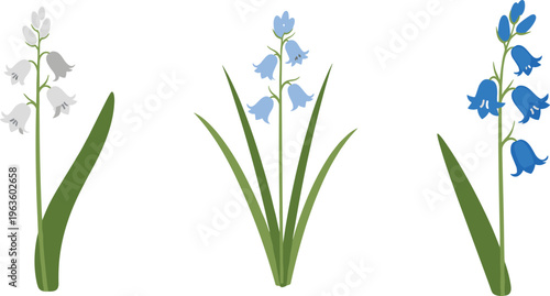 Bluebell Flower Vector Set with Delicate Spring Botanical Blossoms in Minimal Flat Style for Nature Design, Garden Illustration, and Floral Decorative Graphics