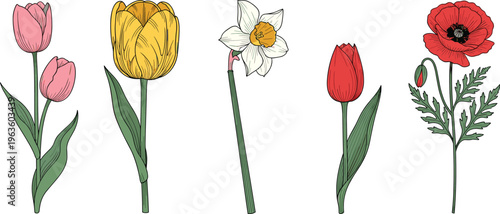 Botanical Flower Vector Set with Tulip, Daffodil, and Poppy Illustrations, Natural Floral Elements, and Garden Plants for Spring and Nature Design Projects