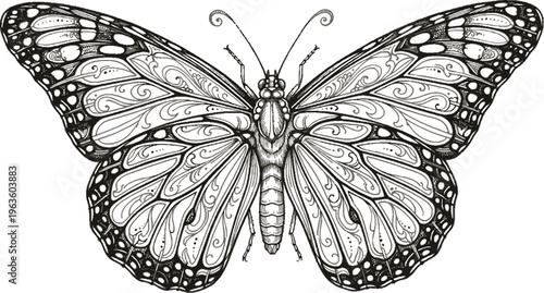 black swallowtail butterfly