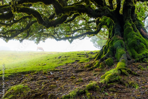 Tableau sur toile A large, sprawling tree stands in the mystical Fanal forest of Madeira, surrounded by fog