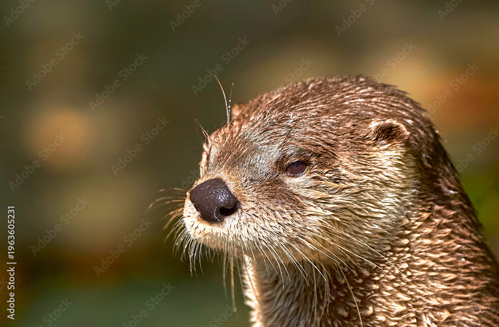 Fototapeta premium North American river otter on a sunny day