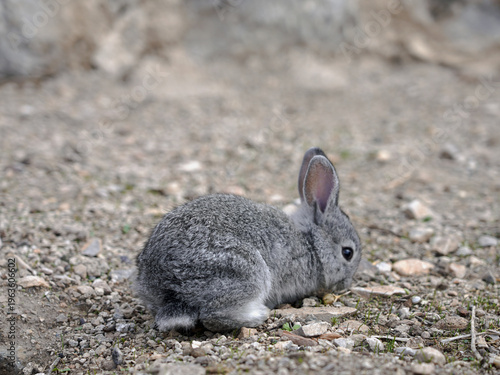 A small gray wild rabbit sits foraging on rocky, arid ground in eastern Anatolia