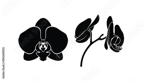 Elegant black orchid blossoms displayed in a striking silhouette