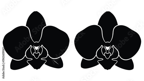 Two black orchid blossoms shown in a striking elegant silhouette