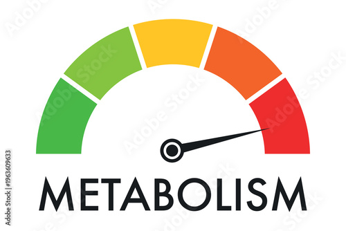 Scale of metabolism levels with an arrow. High metabolism level scale.