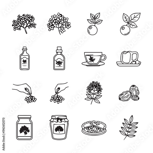Elderberries Harvested and Processed into Products. Line Art Style