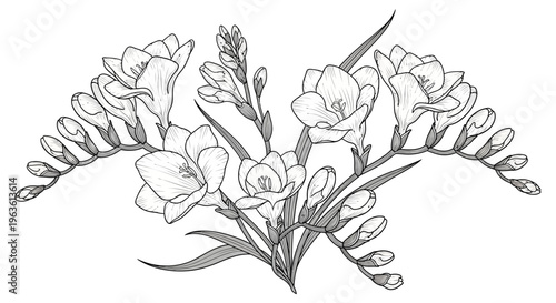 Detailed Freesia flowers and buds botanical line art illustration. Elegant black and white floral drawing.