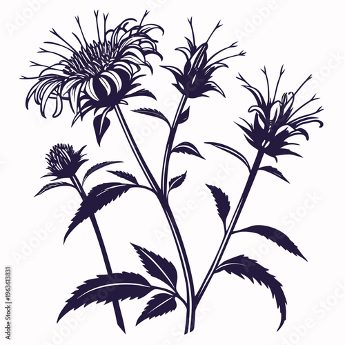 black and white bee balm