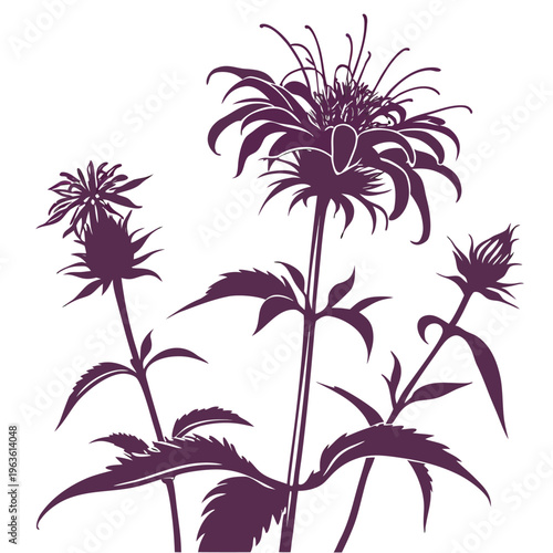 bee balm silhouette on white background