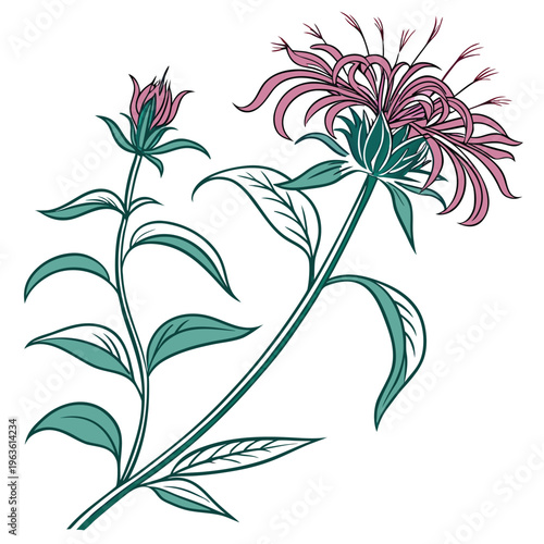 bee balm with leaves