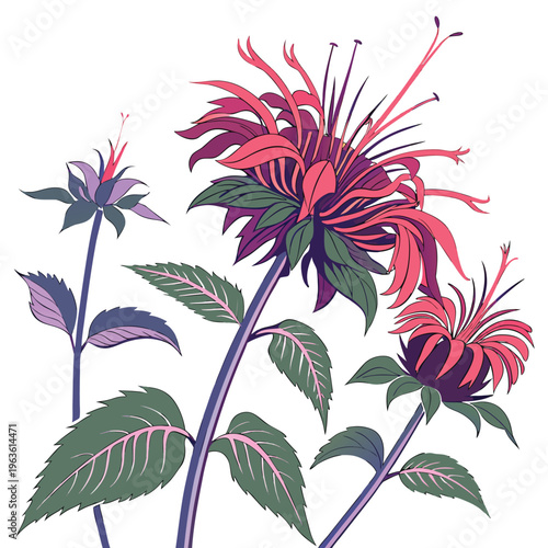 bee balm colorful on white background