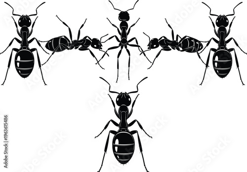 Vector illustration of five ant silhouettes arranged in a creative Y-shaped pattern, detailed insect body segments, antennae, legs, symmetrical artistic design for biology and nature themes