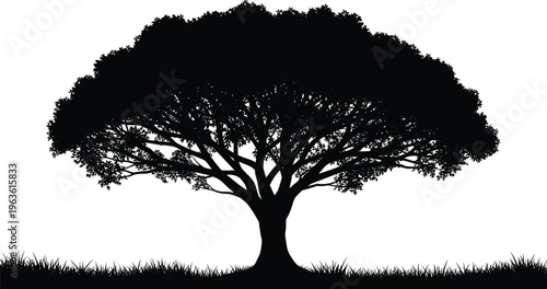 Silhouette of a large, mature tree with dense foliage and green grass at its base.