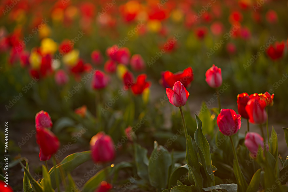Fototapeta premium Bright spring flowers bloom in a field in the soft evening or morning sunlight. Red tulip field in spring