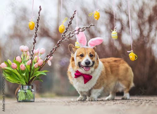 cute corgi dog wearing Easter pink bunny ears and bow tie in spring garden am...