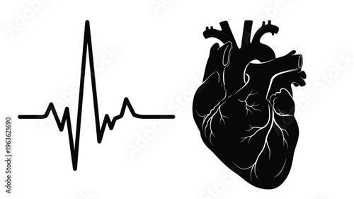 Anatomical heart and electrocardiogram line a striking black silhouette