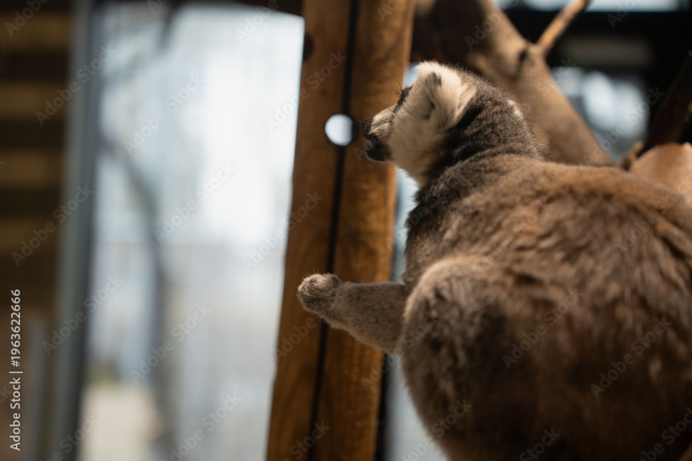 Naklejka premium ring-tailed lemur perched on a wooden branch inside an indoor enclosure, bathed in warm soft light with shallow depth of field, textured brown-gray fur, bokeh background and contemplative mood