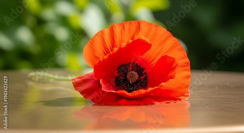 Vibrant red poppy flower with delicate petals resting on a reflective surface with soft green foliage background