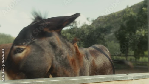 Two donkeys with distinct fur patterns interact in a rural setting, showcasing their features and expressions against a backdrop of trees and hills under a clear sky