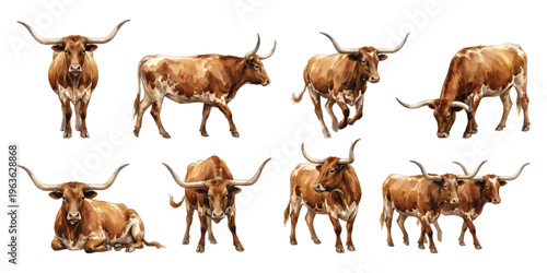 Watercolor set of Texas longhorn cattle cows and bulls standing walking and grazing isolated on transparent background