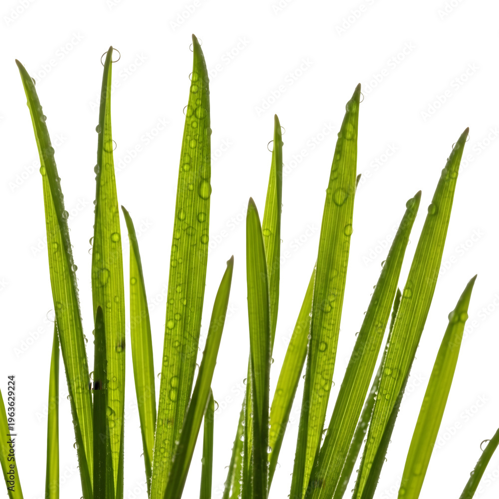 Obraz premium Green plant leaves with water droplets on them isolated on transparent background for nature and botanical designs