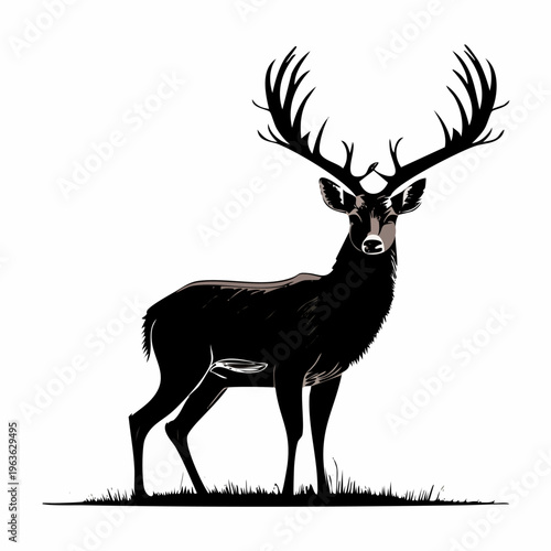 Black and White Deer with Antlers Standing.