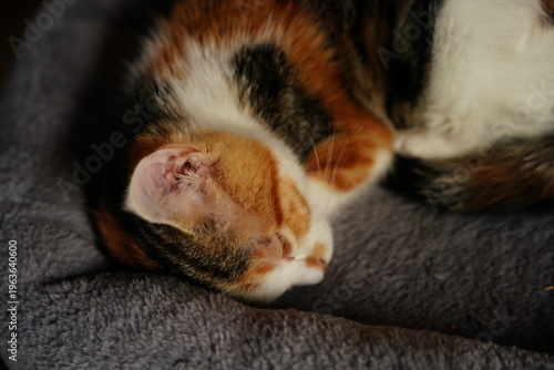 Adorable calico kitten sitting comfortably on a soft blue blanket, looking at the camera with a cute and curious expression.