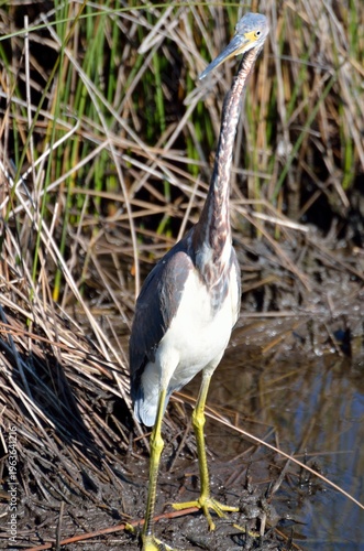 great blue heron