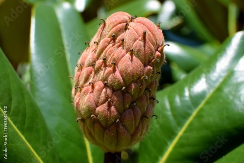 Macro image of magnolia flower
